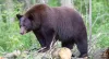Animals that you might find nearby.