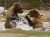 Grizzly & Wolf Discovery Center